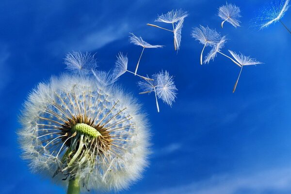 Pissenlit vole dans un ciel bleu vif