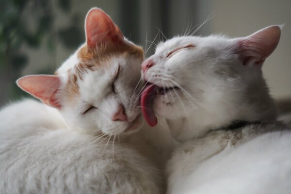 White cats wash their faces. Softness