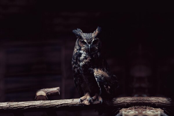 Photo of an owl in the semi-darkness on a tree