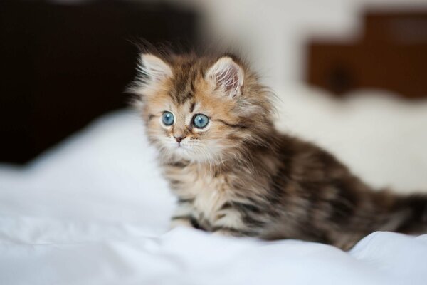 Fluffy kitten sitting on white sheets