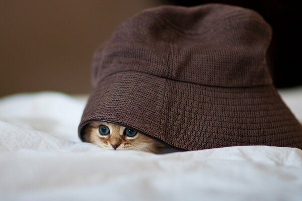 Słodki kotek chowa się pod kapeluszem
