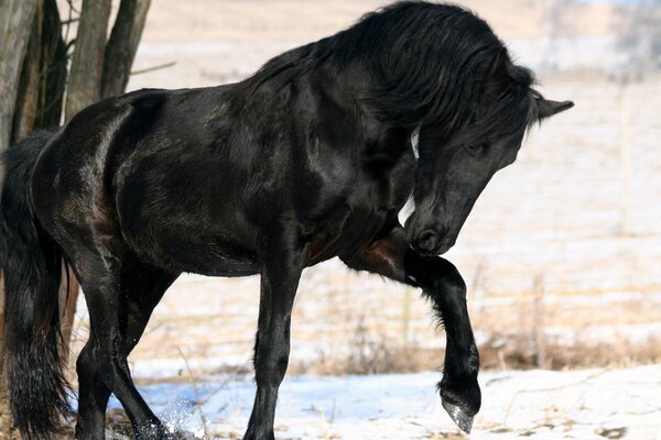 Cavallo nero vicino all albero nella neve