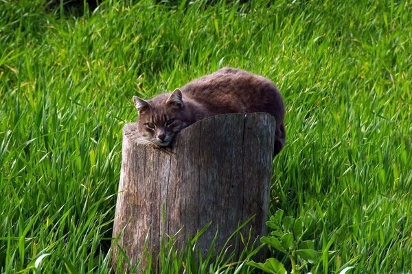 The cat is lying on a dry stump