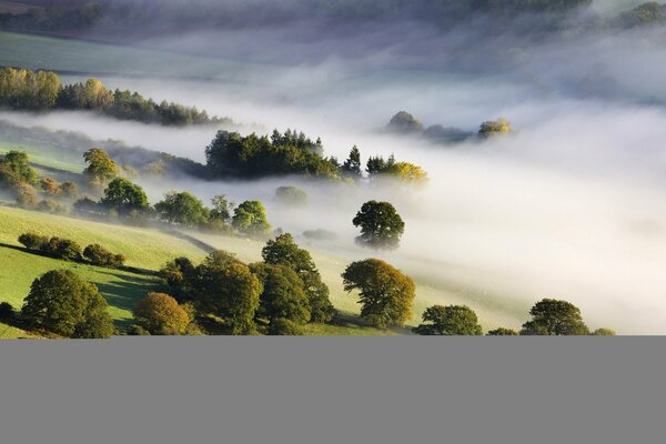 Vallée brumeuse et arbres verts