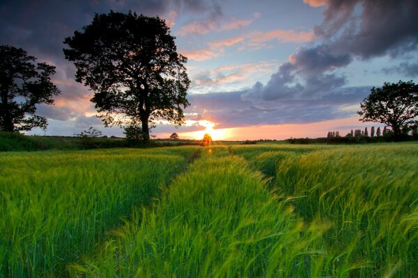 Autospuren auf dem Rasen, die in den Sonnenuntergang gehen