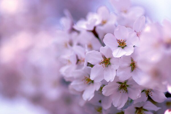 Schön blühender rosa Frühlingsbaum