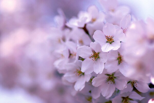 Pięknie kwitnące różowe wiosenne drzewo