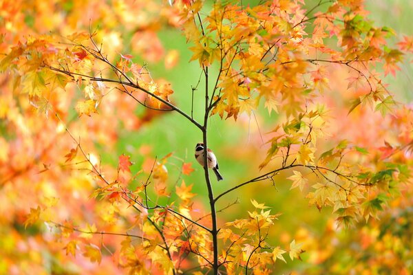 A Japanese sparrow sitting on a yellow maple tree