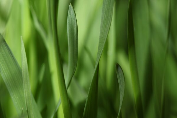 Macro di foglie di erba a strisce strette