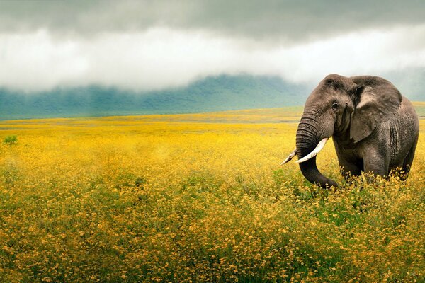 Elefant mit großen Stoßzähnen vor dem Hintergrund einer gelben Lichtung im Nebel