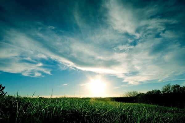 Gras auf dem Feld in der Sonne