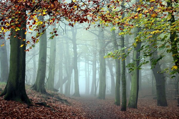 Nebbia nella favolosa foresta autunnale