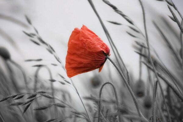 Red poppy on a gray background