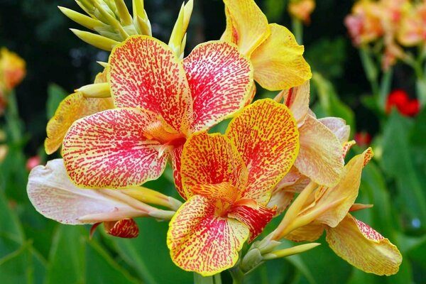 Gelbe Blumen von Cannes auf grünem Hintergrund