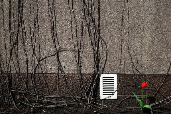 A wall in the branches with a ventilation grate