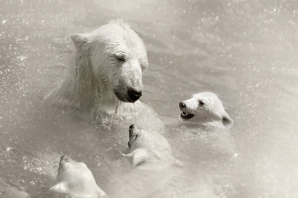 Ours blanc et ourson trois oiseaux avec Cary