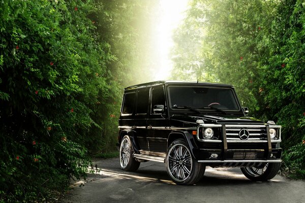 Il SUV Mercedes ha conquistato la foresta