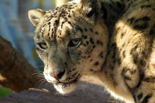 Regarder de plus près le léopard des neiges