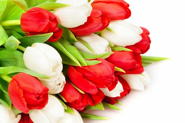 Bouquet of red and white tulips