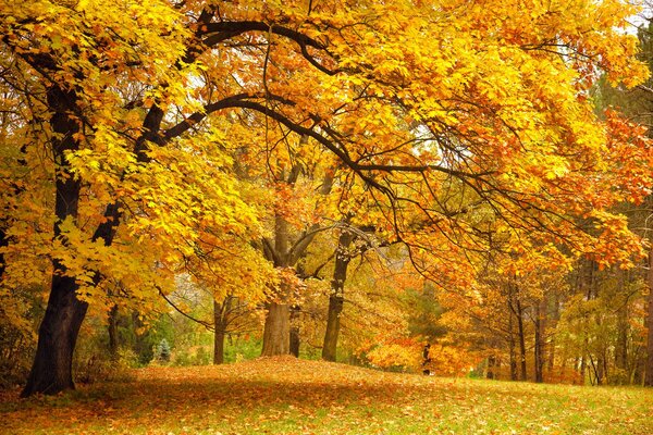 Bellissimo parco giallo-arancio