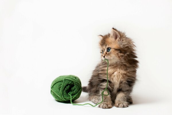 A kitten is playing with a club of threads