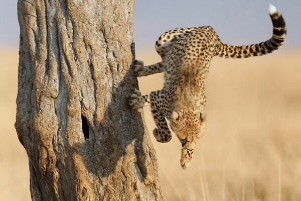 Saut de guépard. Prédateur dans la savane