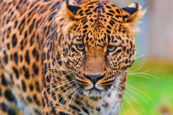 A beautiful leopard is watching people