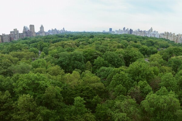 Forêt verte en dehors de la ville