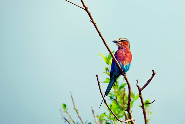 El pájaro se sienta en ramas de plumas brillantes abigarradas contra el fondo del follaje