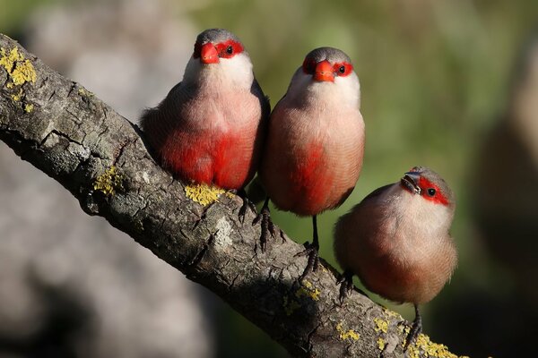 Three beautiful birds with red plumage