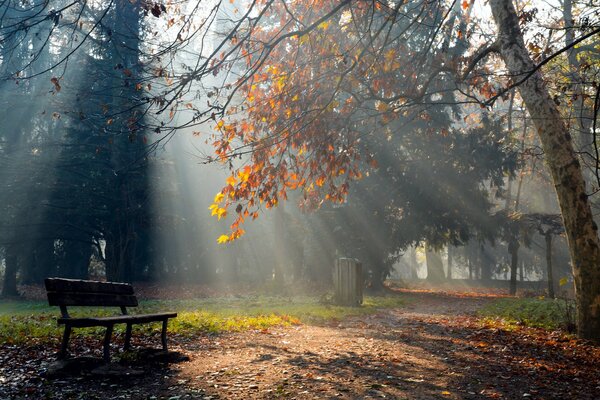 Sonnenlicht durch die Bäume