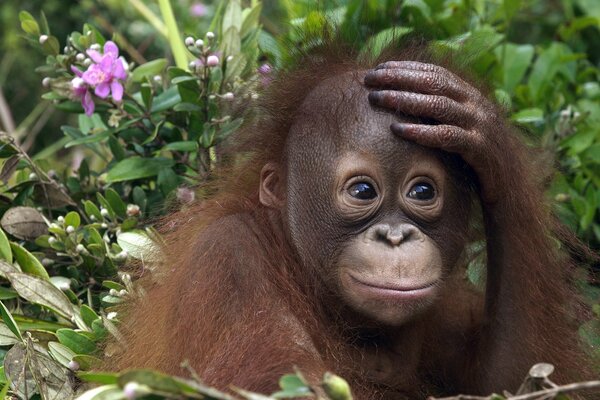 Un cucciolo di scimmia orangutan aspetta la mamma con la preda