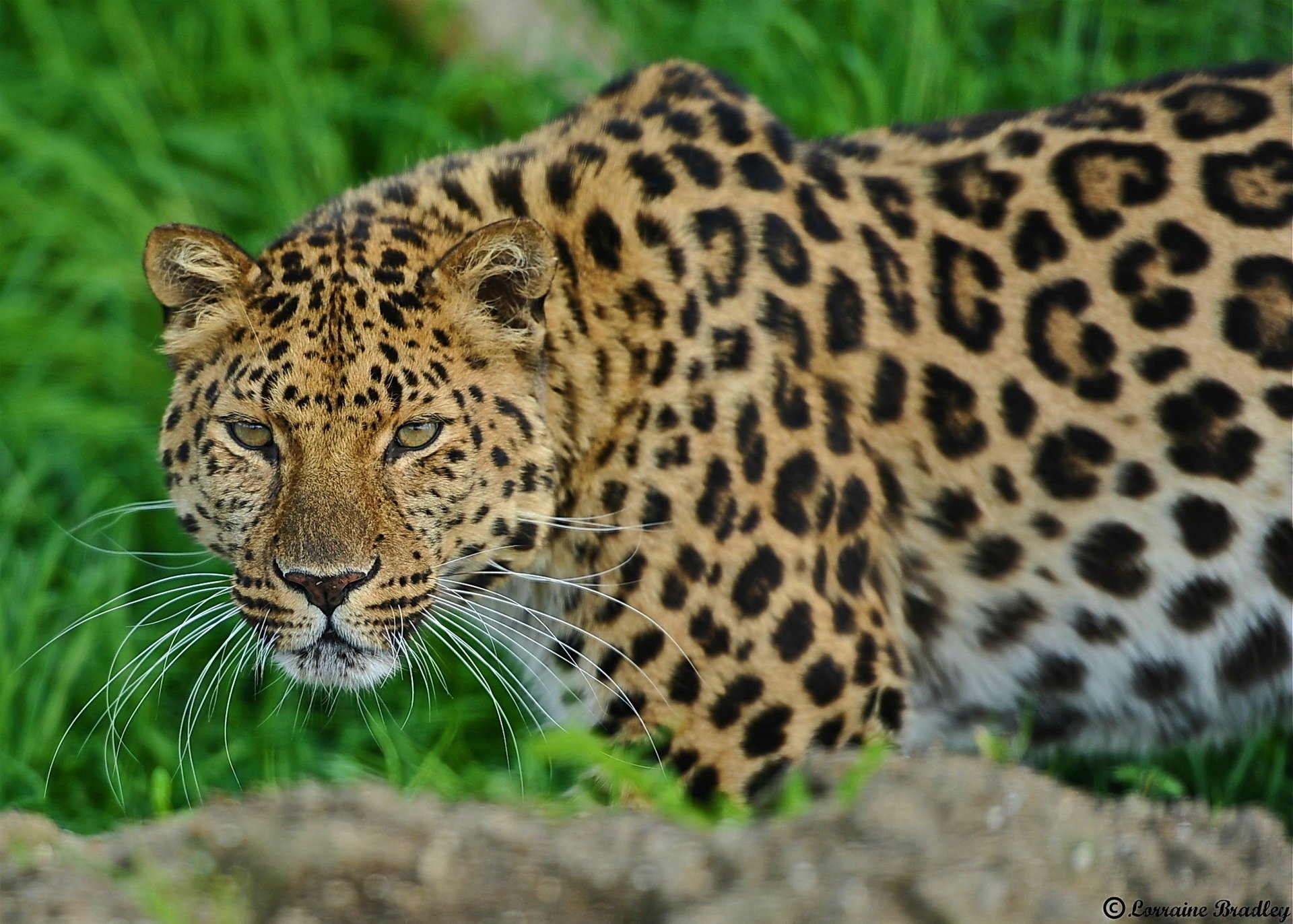 leopard standing leopard muzzle looking