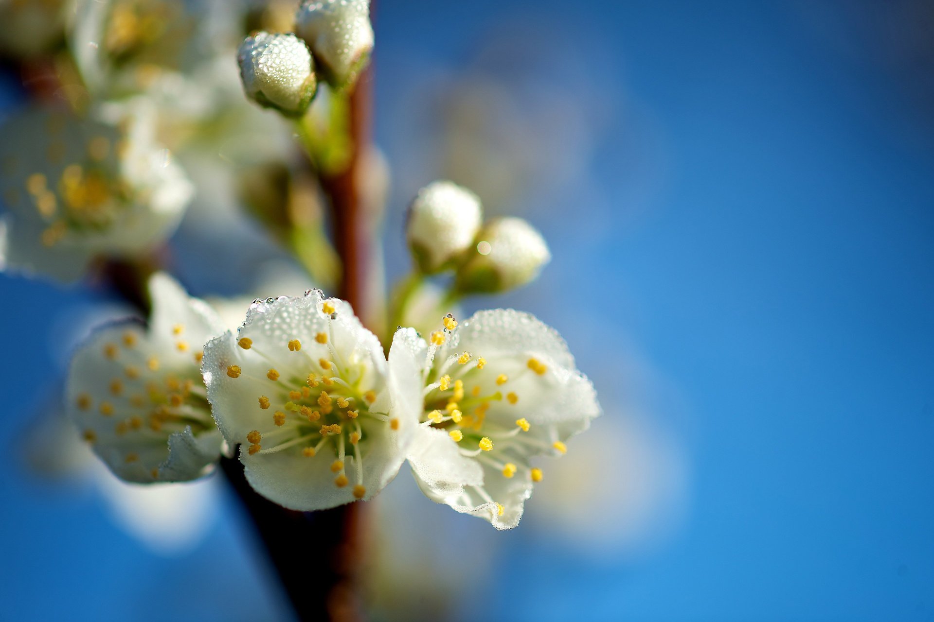 gros plan fleurs gouttes branche printemps