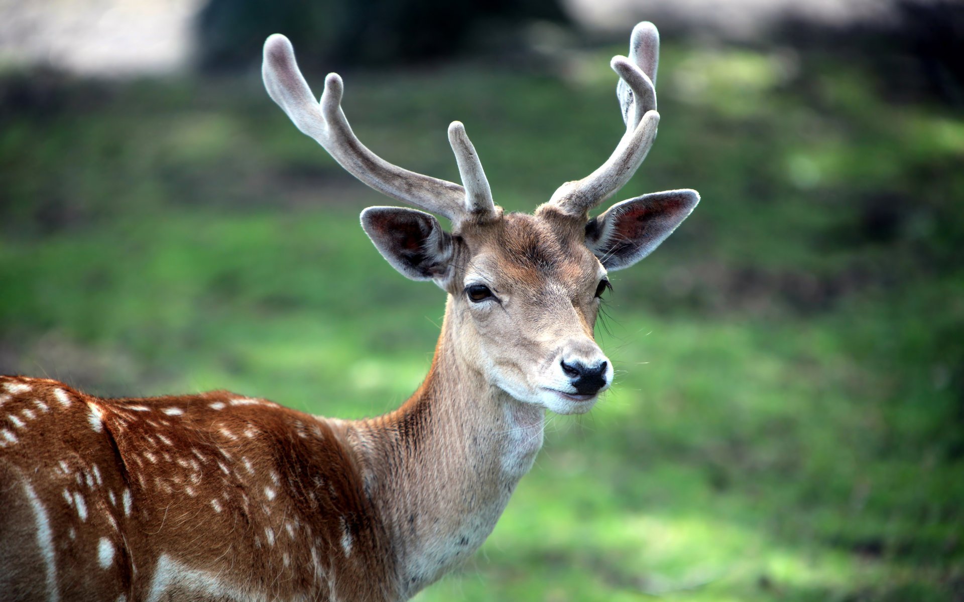 horns deer beautiful