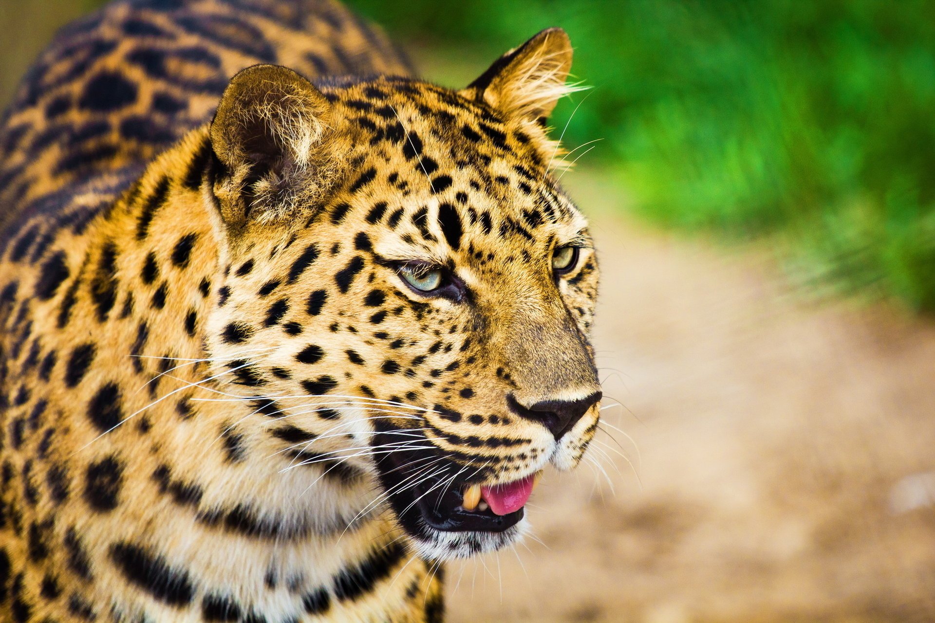 a large spotted cat leopard face mustache look