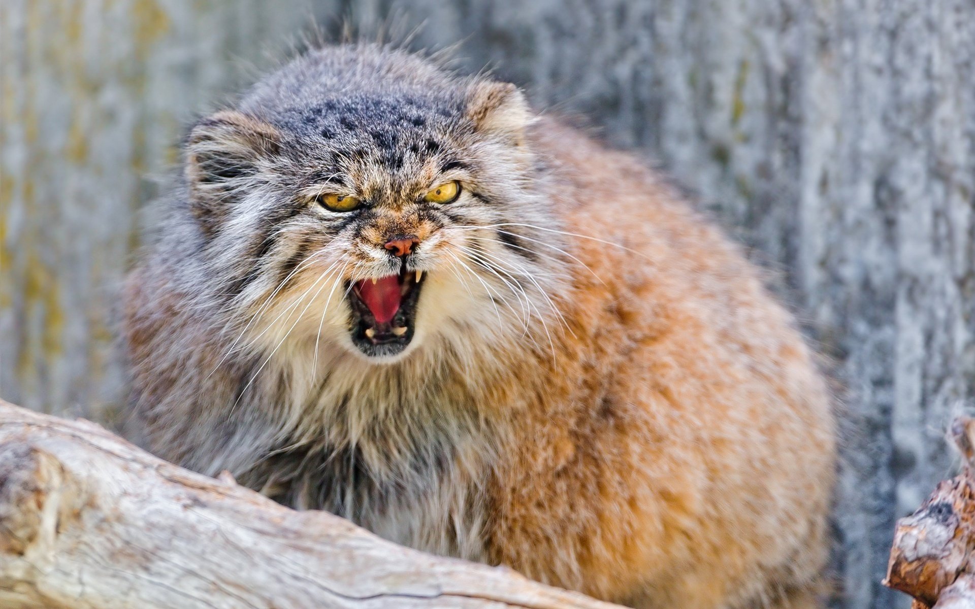 manul zwierzęta las przyroda