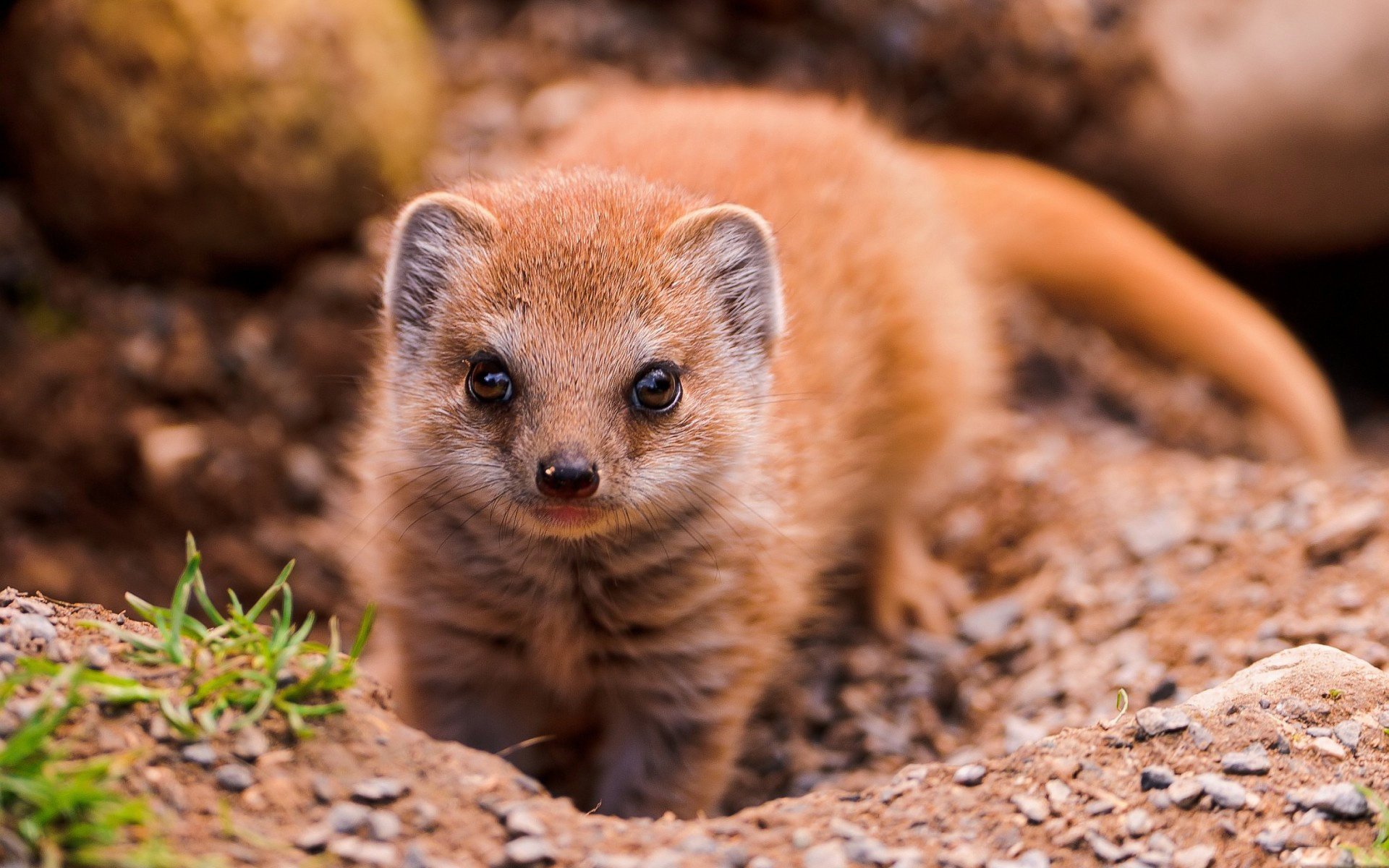 mongoose animal look