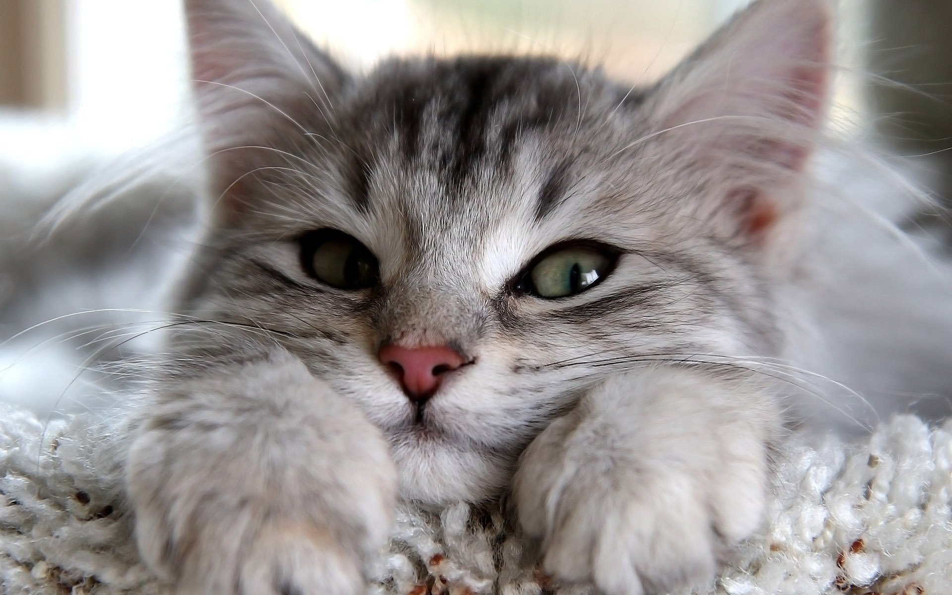 katze ohren sieht aus blick augen katze grau pfoten