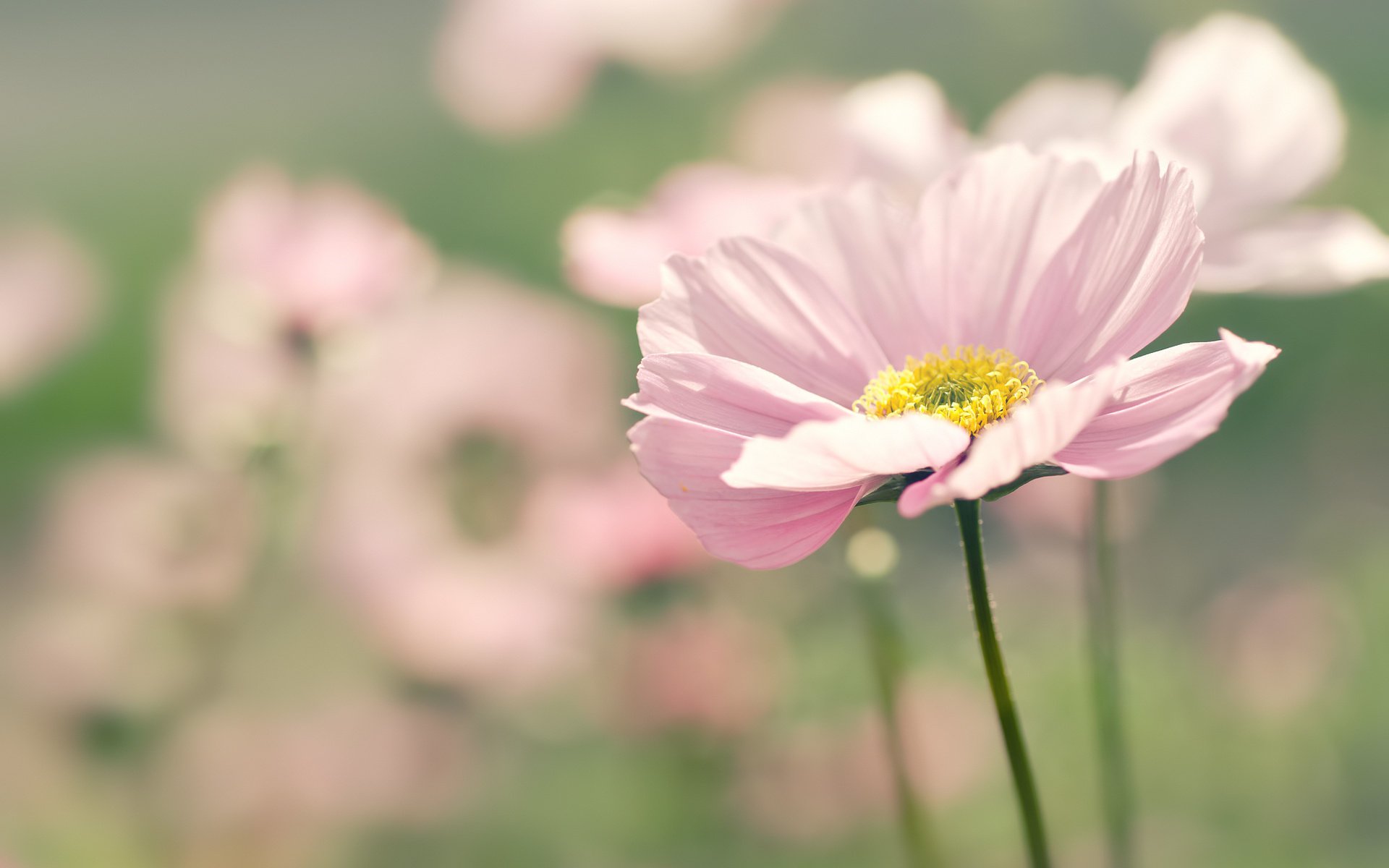 messa a fuoco petali rosa cosmea fiore sfocatura