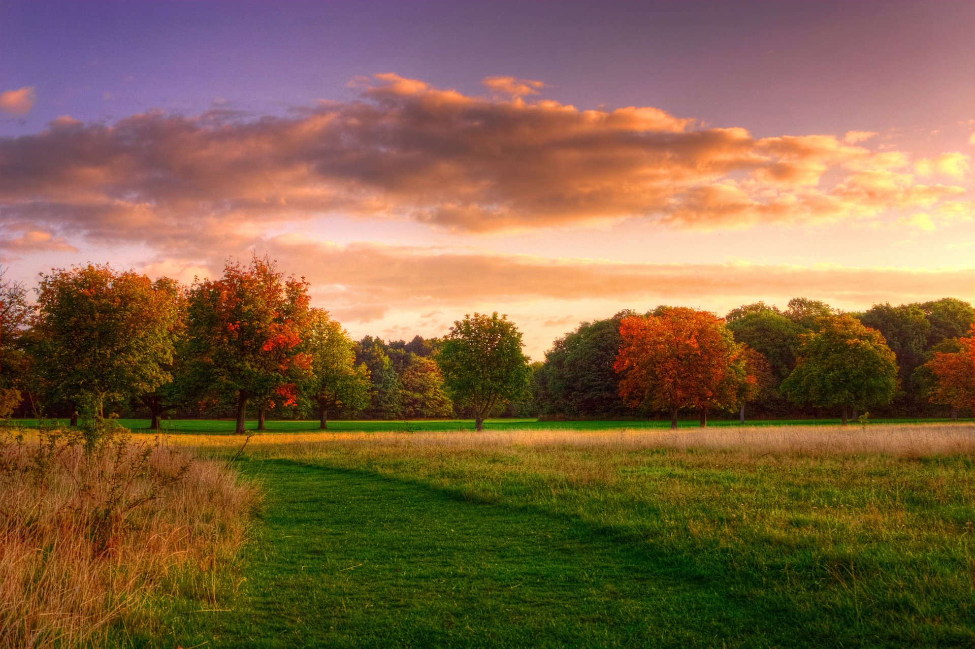 natur feld bäume gras himmel wald sonnenaufgang