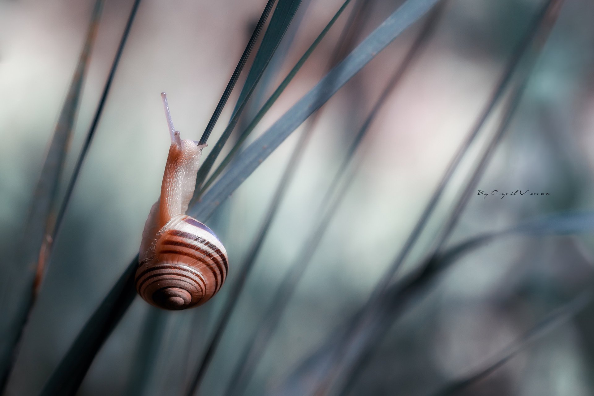 macro caracol hierba