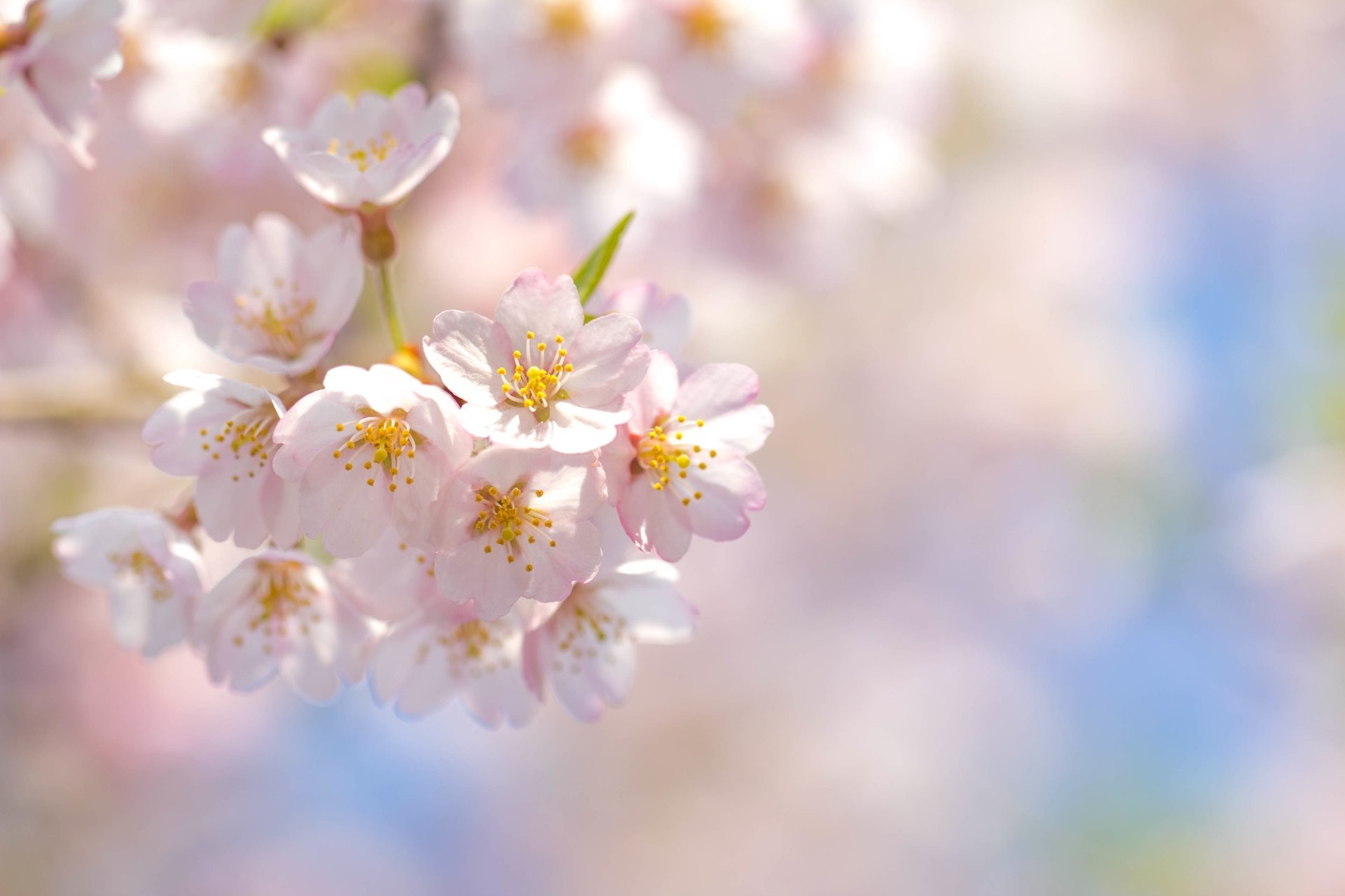 sakura flores ramas cereza cielo rosa pétalos