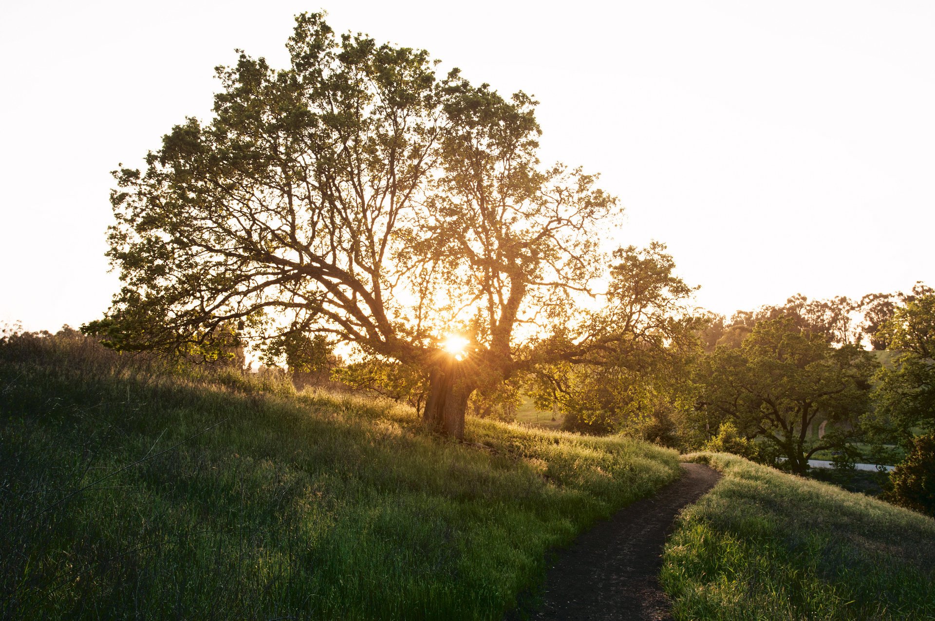 punto natura albero primavera erba sentiero sole