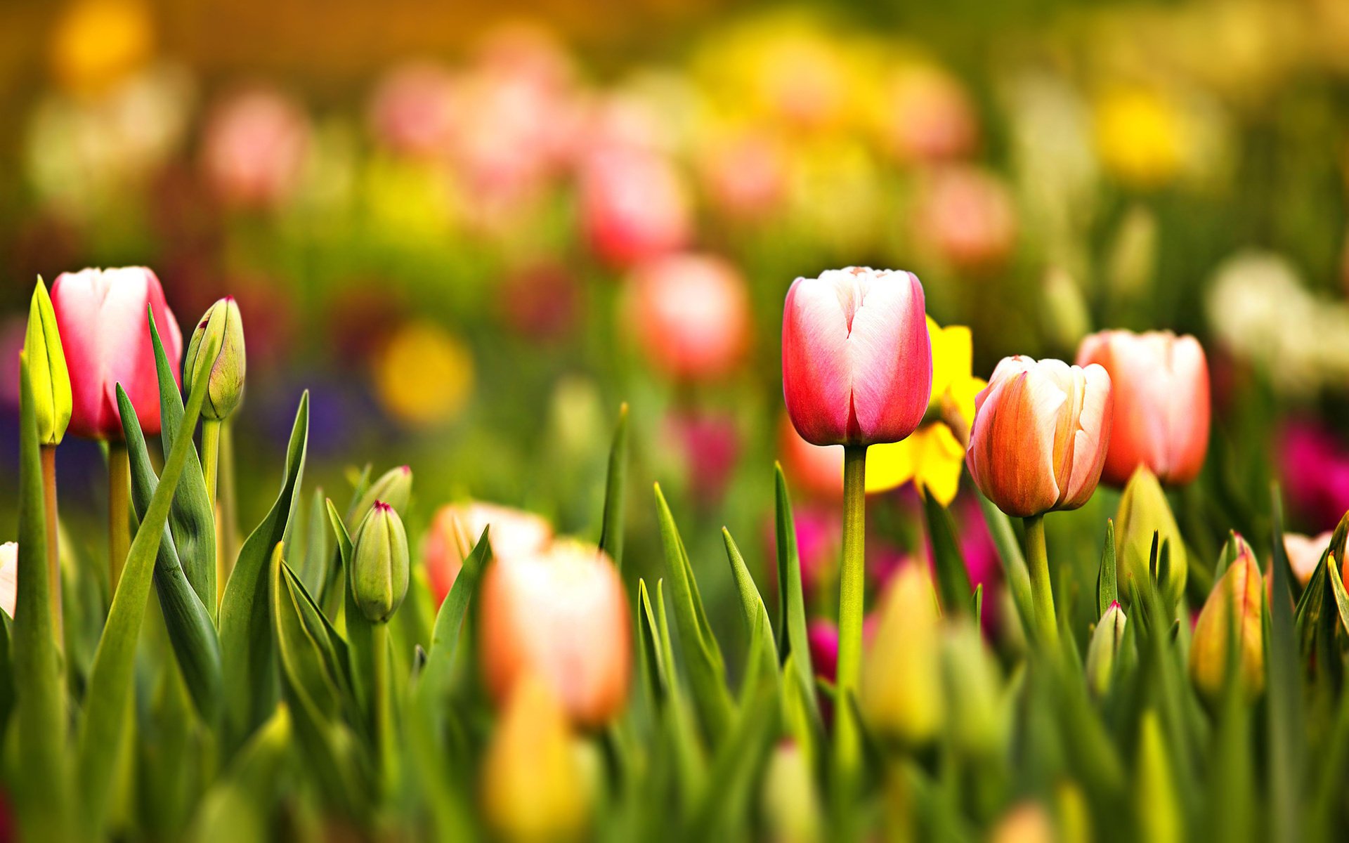 flowers tulips green red yellow macro gra