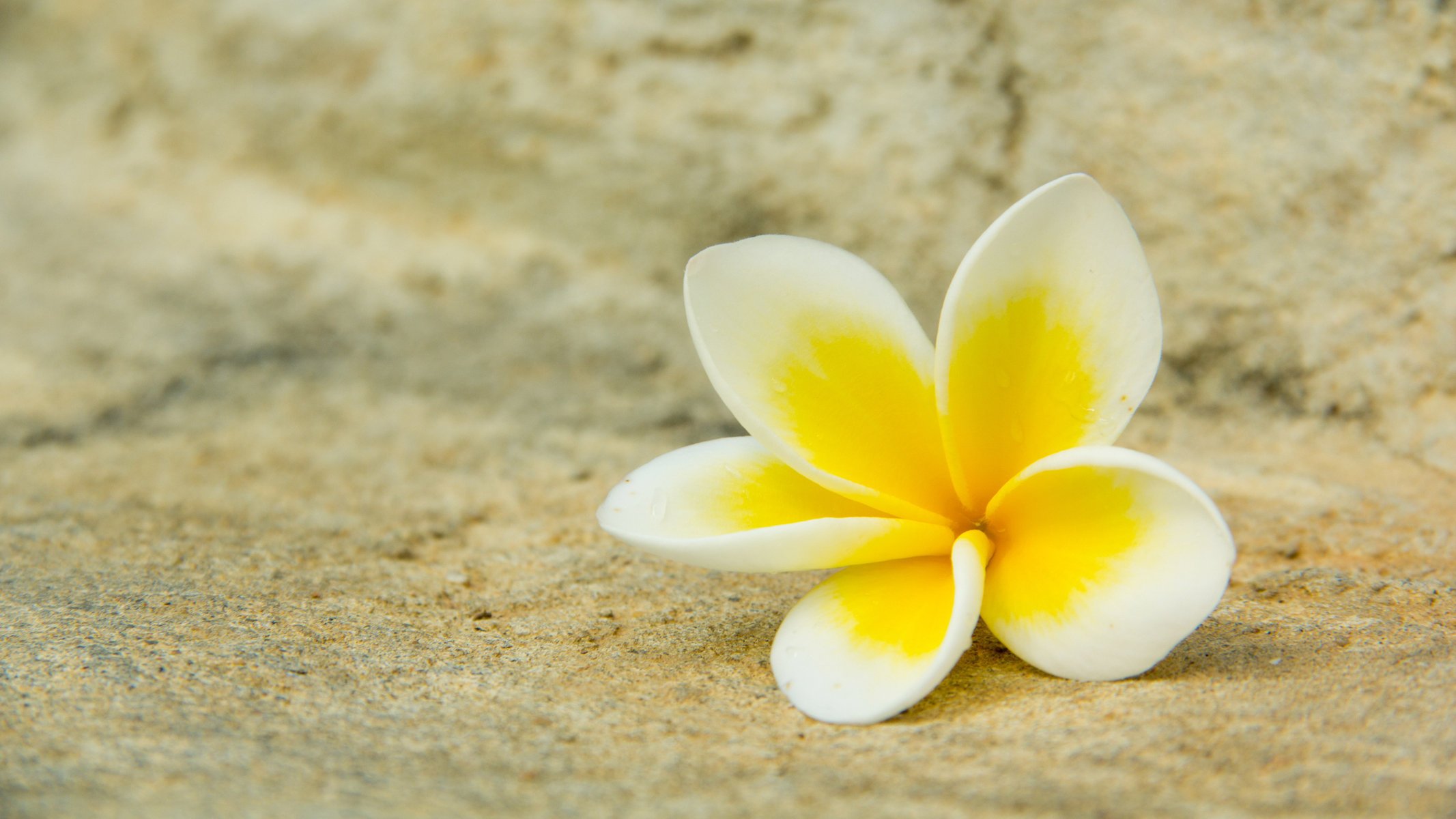 flower petals white plumeria macro yellow