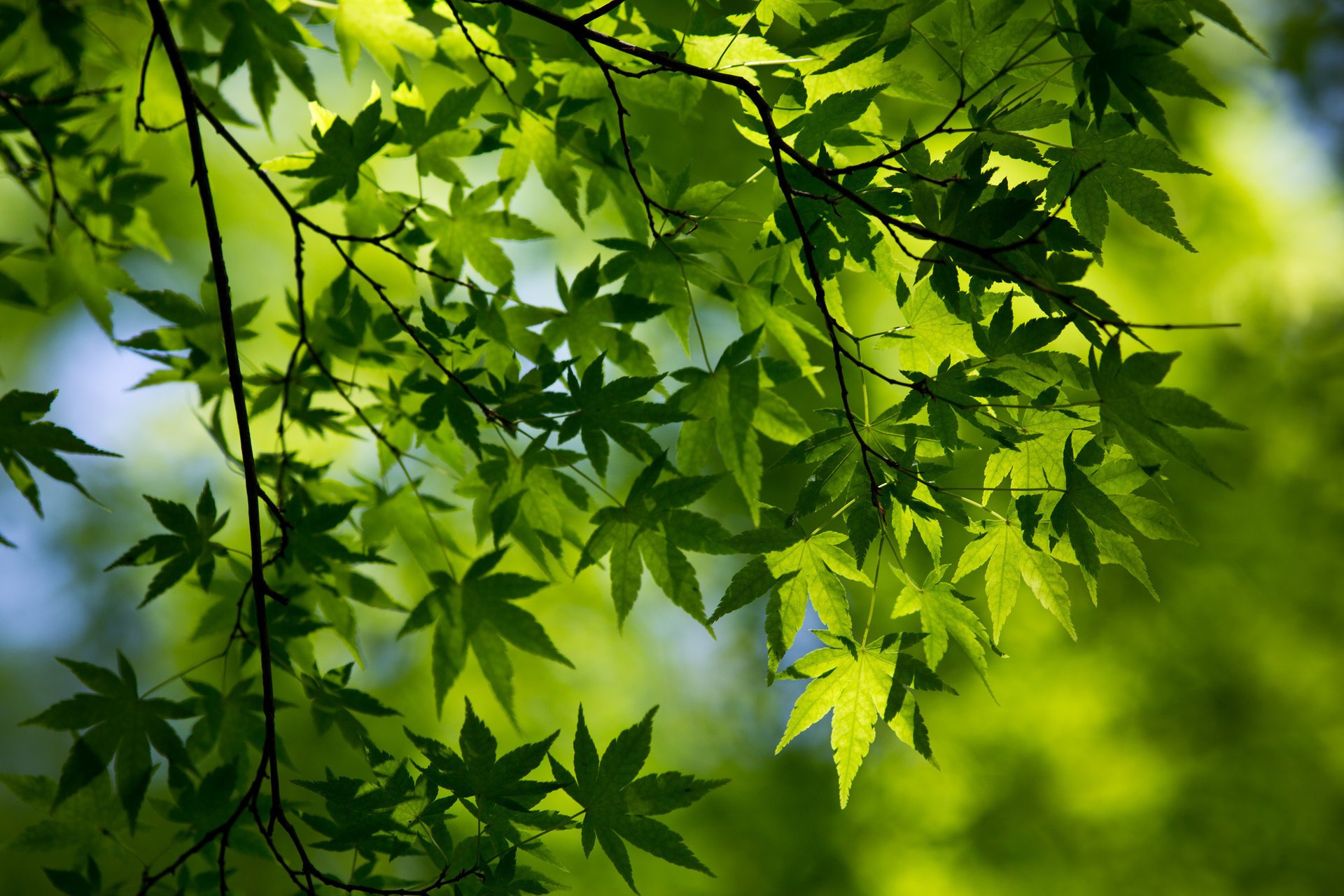 gros plan branche feuillage printemps vert érable