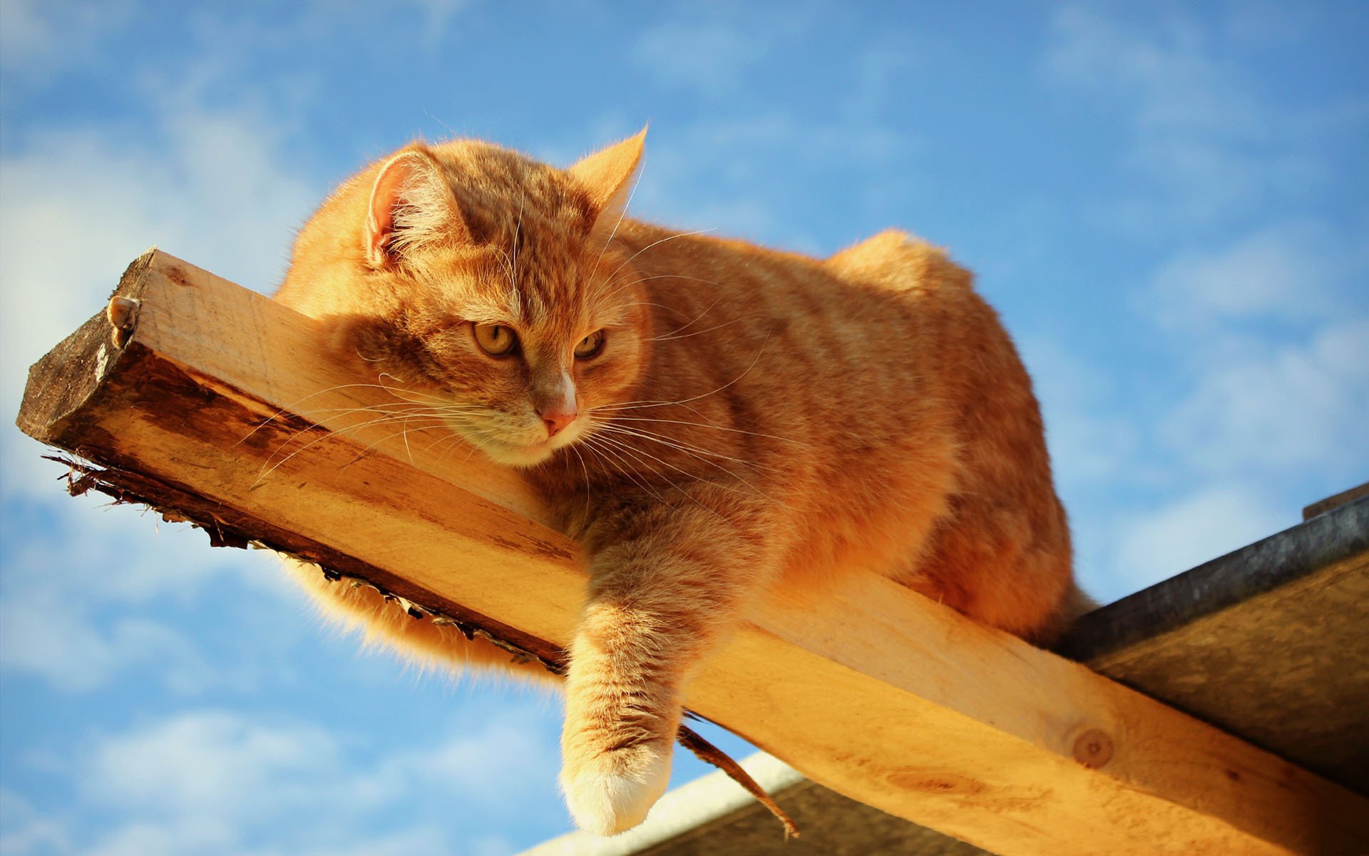 cat cat beam red wood timber board lying down