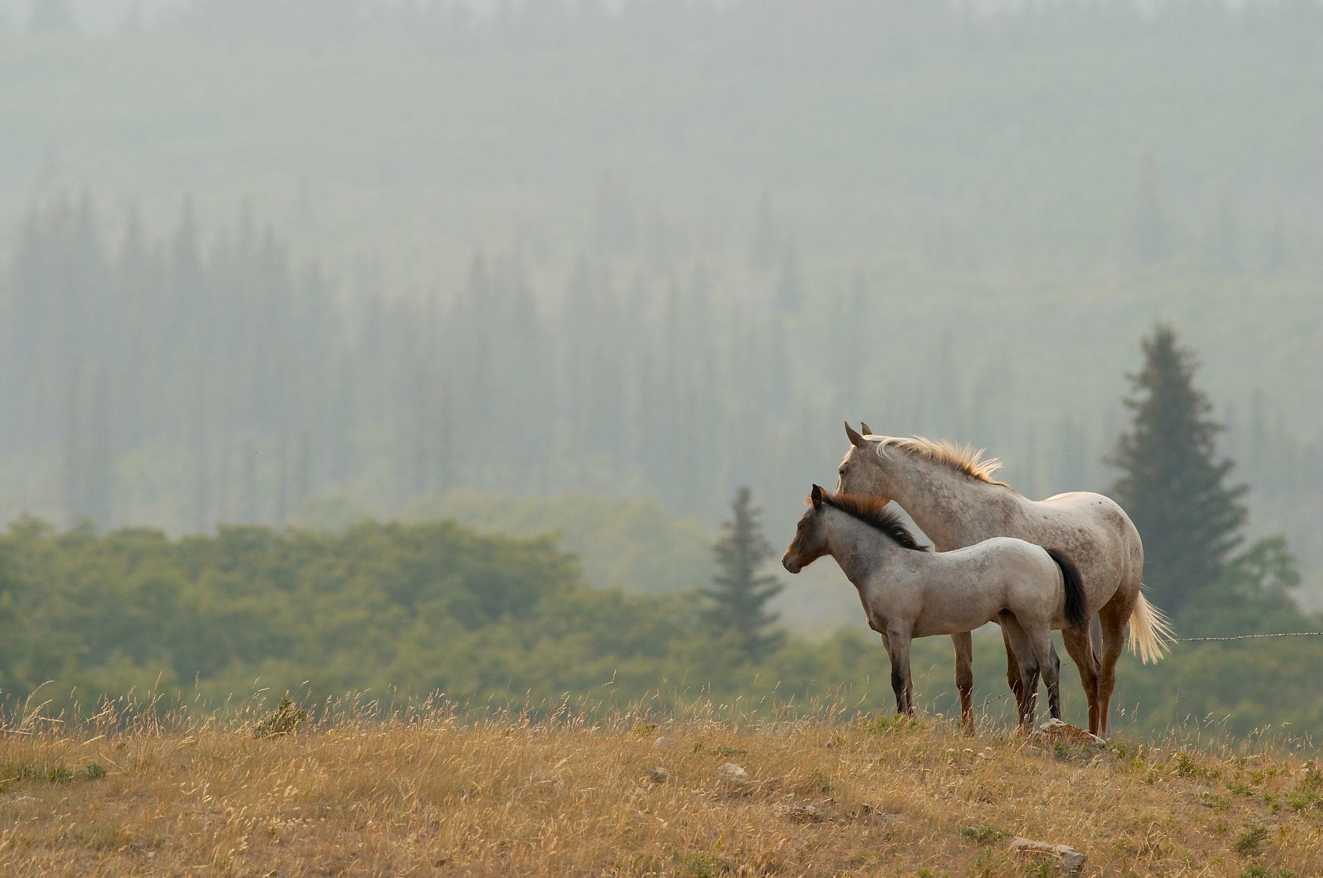 chevaux paysage nature