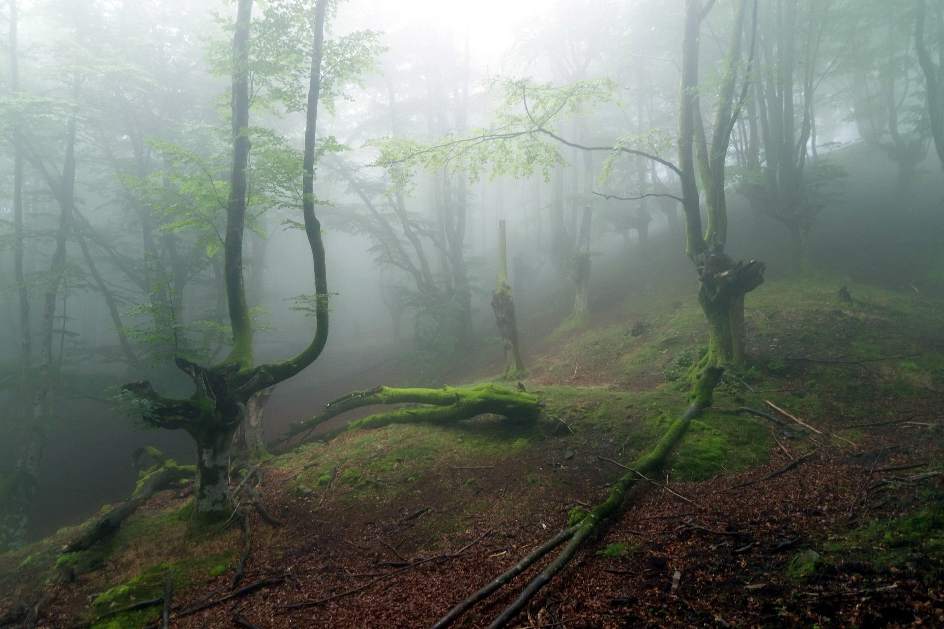 bosque árboles naturaleza niebla